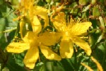 St John's WOrt